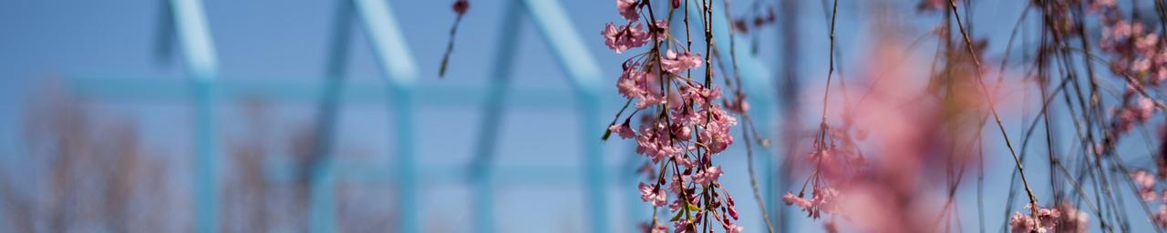 Cherry blossoms hanging down and the Transformational Link in the background blurred